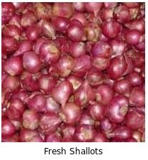 Fresh Shallot Onion