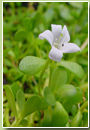 Bacopa Dry Extract