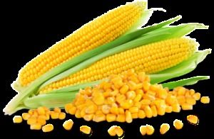 Sweet Corn