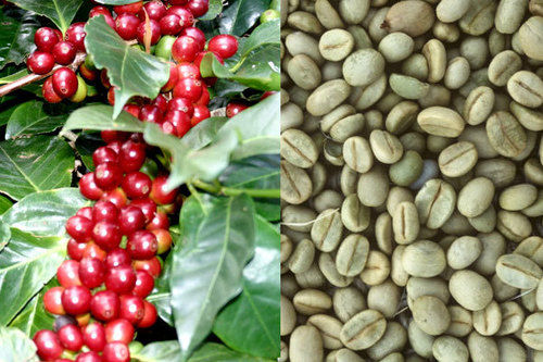 Arabica Green Coffee Beans Broken Ratio (%): 1%