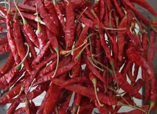 Teja Chilli