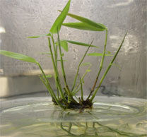 Tissue Culture Bamboo On Demand