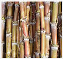 Tissue Culture Sugarcane