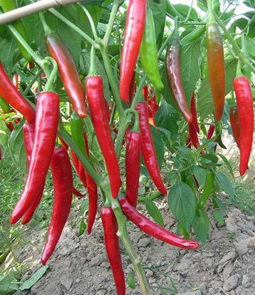 Chilli