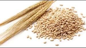 Barley