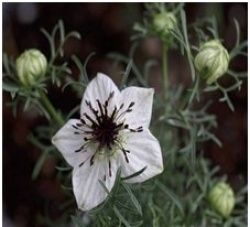 Nigella Sativa