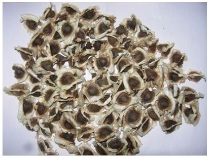 Moringa Seeds