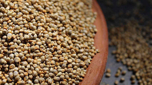Indian Green Millet (Bajra)