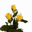 Rose Yellow