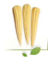 Hybrid Baby Corn Seeds