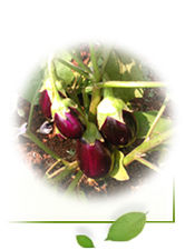 Hybrid Brinjal Seeds - Premium Quality, High Germination Rate, Disease Resistant Traits