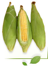 Hybrid Sweet Corn Seeds