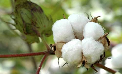 Raw Cotton