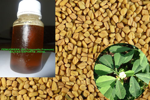 Fenugreek Oil Age Group: All Age Group