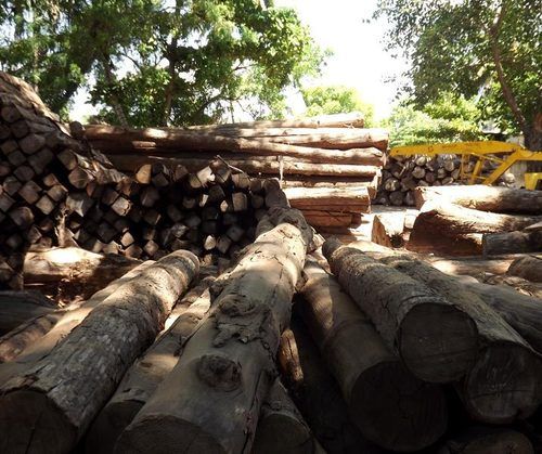 American Teak Logs