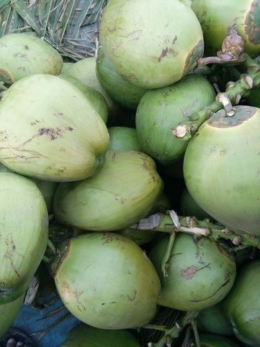  ताजा हरा नारियल