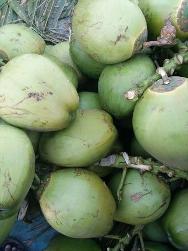 Fresh Green Coconut