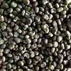 Musk Dana (Kasturi Bhindi) Seeds