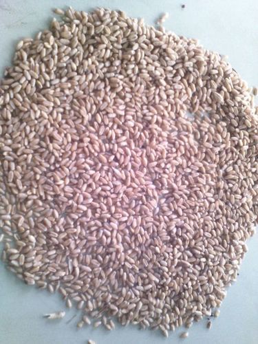 Sikua 2 Wheat and Barley Pulses