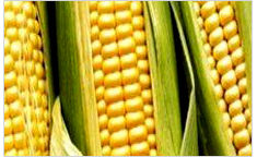 Hybrid Maize Sweety Seeds