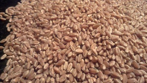 Pure Wheat Seed