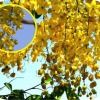 Amaltas