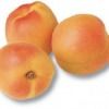 Apricot