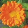 Calendula Officinalis