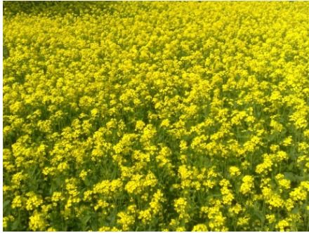 Mustard Seeds - Small, Round, Nutrient-Rich, Aromatic Cooking Essential - Perfect for Tempering and Flavorful Dishes, Health Benefits