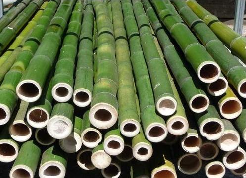 Assam Bamboos
