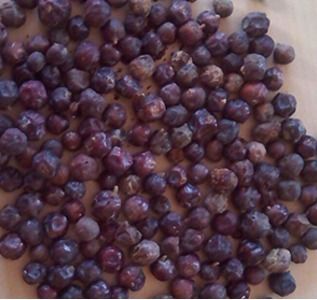 Juniper Berry Oil