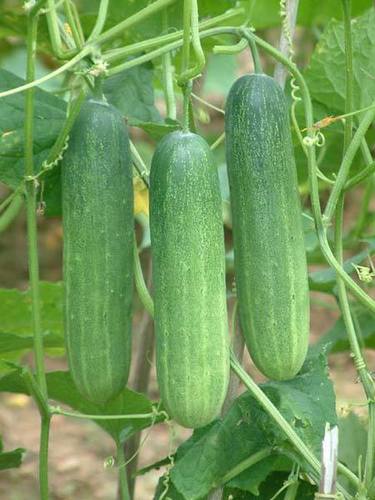 Fresh Cucumber - Slicing, Pickling, Burpless Varieties | Hydrating, Vitamin K-Rich, Perfect for Salads