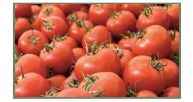 Fresh Red Tomatoes