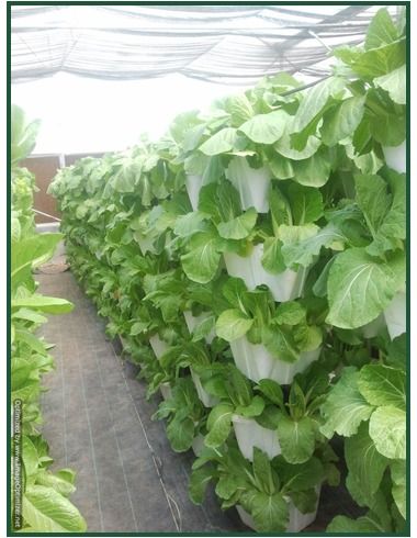 Vertical Growing System