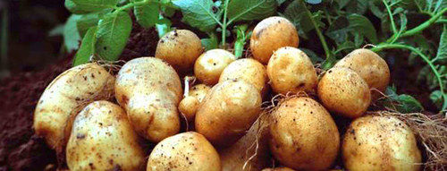 Seed Potato - G0 to G3 Generational Tubers | Exclusive and Glamorous Design, Partnership with International Breeder for New Varieties