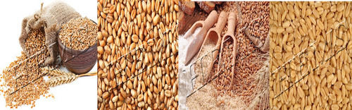 Wheat Grain (Gehu)