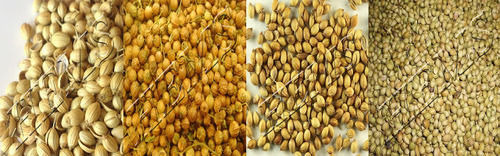 Coriander Seeds (Dhaniya)