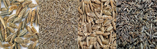 Cumin Seeds (Jeera)