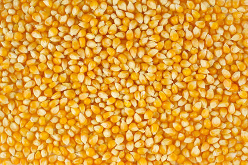 Maize