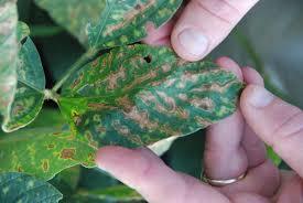 NATURE Fungicides