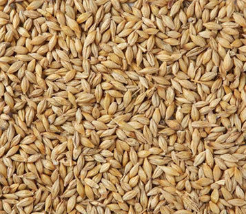 Barley