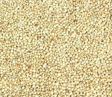 Sorghum