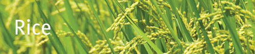 Pioneer Rice