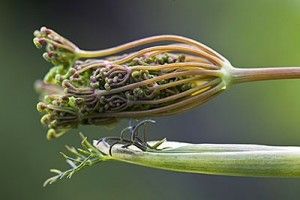 Fennel Seed - Perennial Herb, 4-10 mm Long Grooved Dry Seeds | Trusted Trading and Supplying Partner