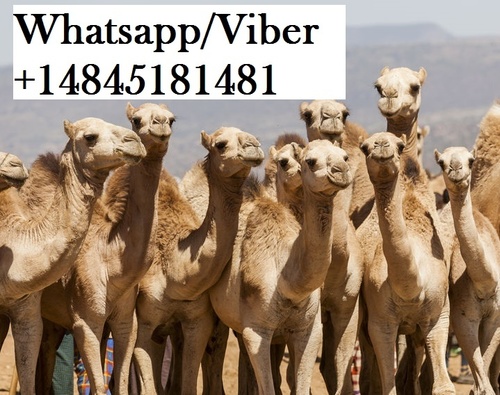 Live Camel