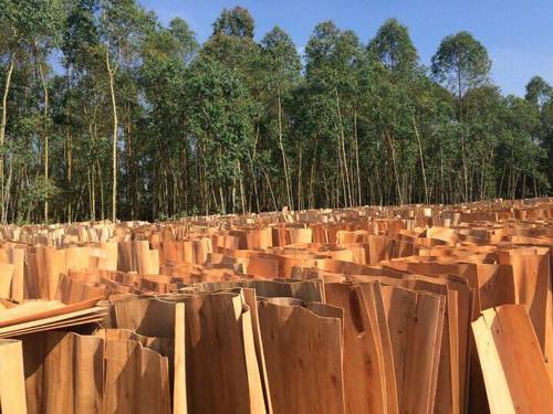 Eucalyptus Veneer