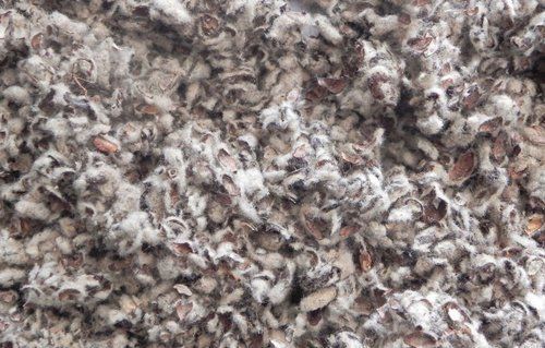 Cottonseed Hulls