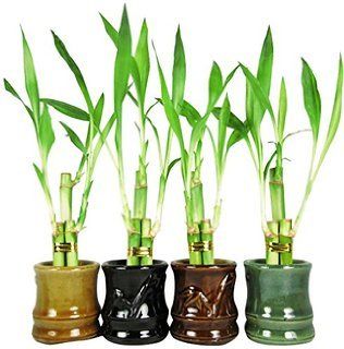 Bamboo Plants