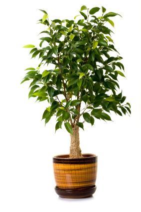 Ficus Plants