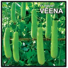 Hybrid Bottle Gourd Seed